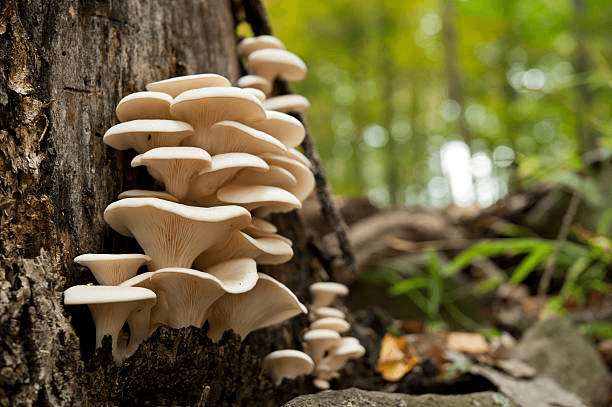 Premium fresh mushrooms at Mushroom Hub