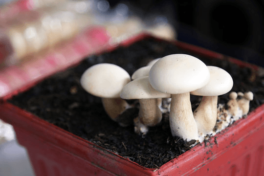 Milky mushrooms