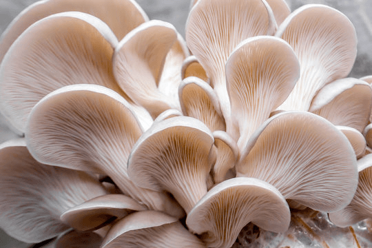 Oyster mushrooms