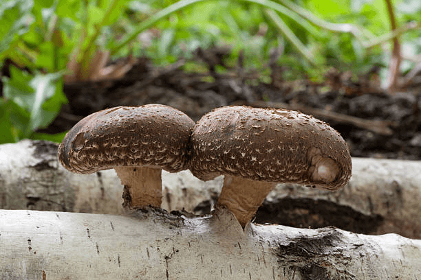 Fresh shiitake mushrooms
