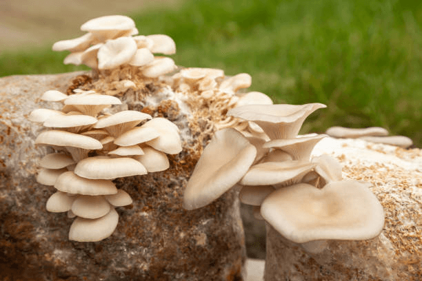 Fresh mushrooms being harvested