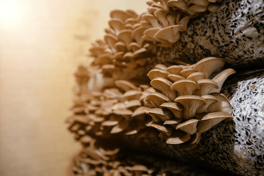 Our mushroom farm and cultivation facility